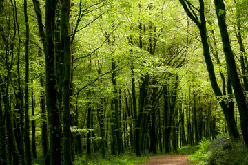 A quiet path winds through a dense forest of vibrant green leaves and tall trees. Sunlight filters through the canopy, creating a peaceful atmosphere.
