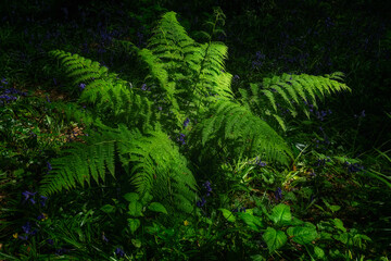 Bright green fern surrounded by wildflowers in a shaded forest clearing during springtime.