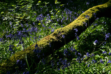 Fallen log, heavily covered in moss, lies amidst bluebell plants. The flowers are in bloom. The setting appears to be a woodland.