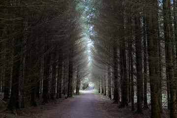 A tranquil path winds through towering coniferous trees, creating a peaceful corridor as soft light filters through foliage. Ideal for quiet walks or reflection, the atmosphere is calming and serene.