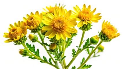 Isolated Yellow Dittrichia Viscosa Flower on White Background - Stock Photo