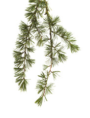 Branches of Cedrus libani, commonly known as cedar of Lebanon, isolated