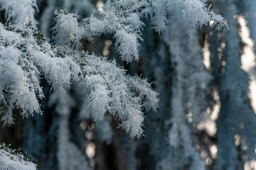 Zima w górach, Beskid Sądecki, Muszyna góra Malnik