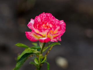 Fototapeta premium Rosa Double Delight Cl (AROclidd, Grimpant Double Delight) is blooms in garden
