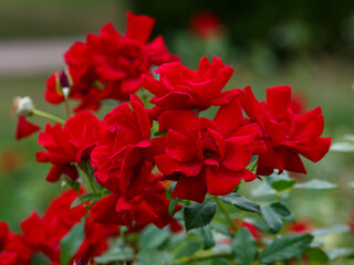 Rosa Moulin Rouge (Sans Souci ) is blooms in garden