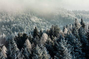Szron, polskie góry, Beskid Sądecki, Małopolska, Muszyna.