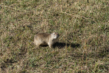 Kabardino-Balkaria. Chegem. Gopher stands on its paws and looks at camera. Gopher (Latin: Spermophilus) is genus of rodents of squirrel family. There is green and dry grass around gopher. October 2024