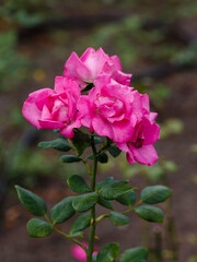 Rose Cyclamen (DELbre) is blooms in garden