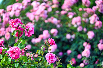 Pink Roses garden in Volksgarten Vienna spring season