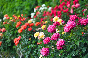 Obraz premium Roses garden in Volksgarten Vienna spring season nature background