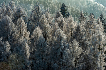 Szron, polskie góry, Beskid Sądecki, Małopolska, Muszyna.