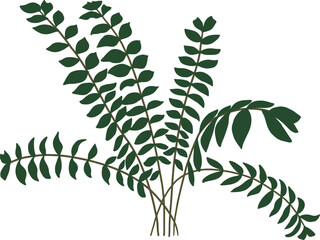 Hand-Drawn of Bowenia Serrulata Illustration