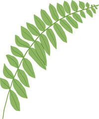 Hand-Drawn of Fern Leaf Illustration