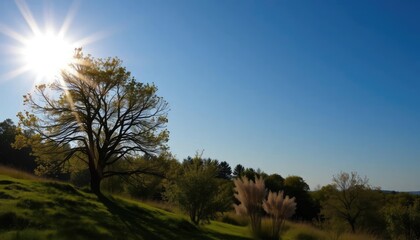 Obraz premium Sunny day, tree, grassy hill, tranquil scene, background nature, idyllic landscape, outdoor photograph