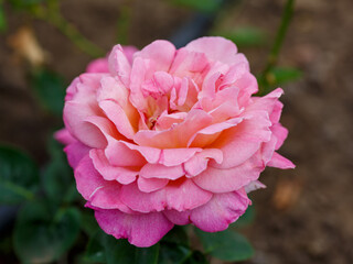 Gybrid tea rosa Chicago Peace (JOHnago) is blooms in garden