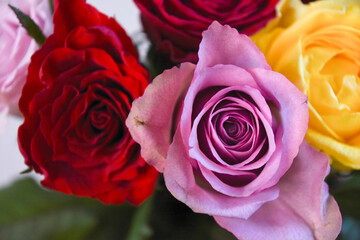 カラフルな薔薇