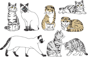 さまざまなポーズのネコ