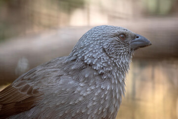 this is a close up of an apostle bird