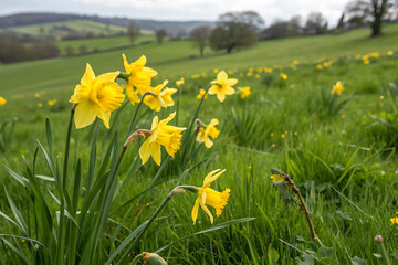 Yellow daffodils on a green field