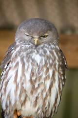 this is a close up of a barking owl