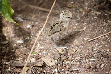 the black necked stilt chick  is looking for its mother