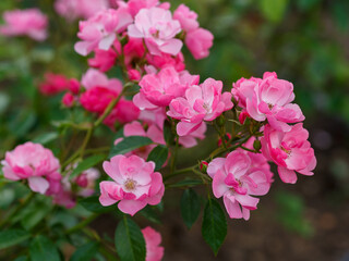 Obraz premium Floribunda rosa Angela (KORday, Angelica) is blooms in garden