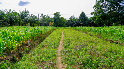 Obraz premium A well-tended cornfield with a dirt path running through it. The lush green corn stalks grow tall and healthy, surrounded by various tropical trees. The sky is clear with a few wispy clouds.
