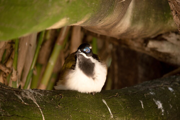 the blue faced honeyeater is perched on a log