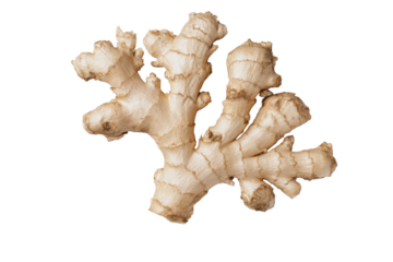 Fresh ginger root isolated on a white background, showcasing its unique texture and form.