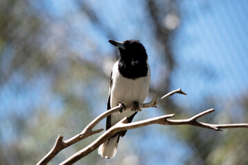 the butcher bird is perched on a branch