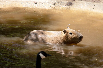 the capybara is swimming in the watering hole
