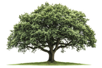 Obraz premium Mature oak tree with thick trunk and dense foliage ,Isolated on transparent background