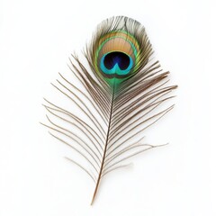 A single peacock feather on a white background