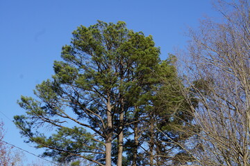 The Landscapes, Ocean, Animals and Flowers