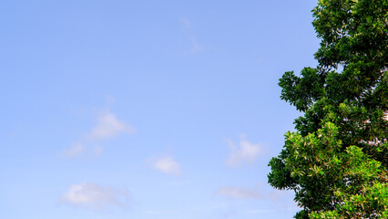 Obraz premium A view of a lush green treetop against a clear blue sky