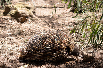 the short nosed has strong-clawed feet and spines on the upper part of a brownish body.
