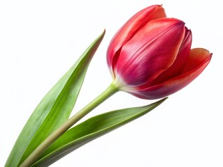 Naklejka premium Elegant Single Red Tulip Side View Panoramic Clipping Path - Stock Photo