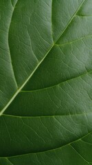 Obraz premium A close-up illustration capturing the intricate details of a vibrant green leaf, showcasing its textured surface and delicate veins.