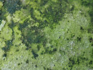 Abstrack grunge old concrete wall with green moss texture 