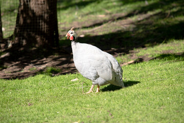this is a side view of a helmeted guinea fowl walking across a field