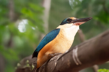 this is a side view of a kingfisher