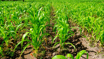 A beautiful view of a corn field stretching into the distance, with rich soil and healthy green plants under a clear sky