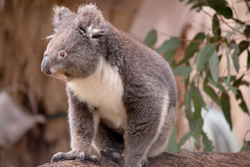 the Koala has a large round head, big furry ears and big black nose. Their fur is usually grey-brown in color with white fur on the chest, inner arms, ears and bottom.