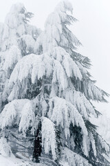 Scenic view of snow covering Blue Atlas Cedar trees in Chelia Mountain in Algeria