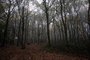 Obraz premium Woodland in misty weather