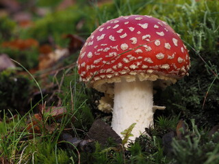 red fly agaric amanita muscaria