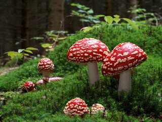 amanita muscaria fly agaric