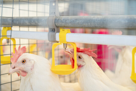 Dekalb white hen drinking water from dispenser in cage in poultry