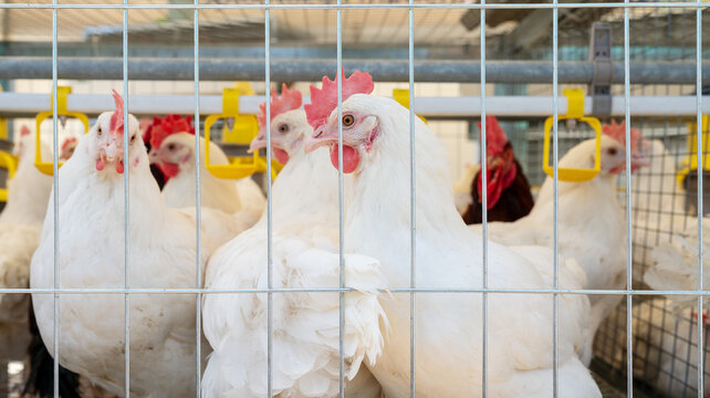Dekalb White hens in cage in poultry farm.