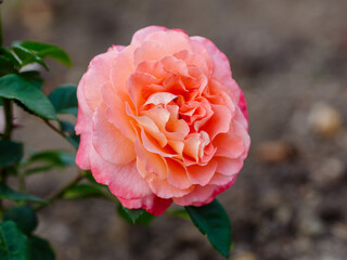 English rosa Abraham Darby (AUScot, Candy Rain, Country Darby) is blooms in garden. Growing roses...